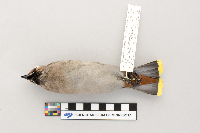Bombycilla garrulus image