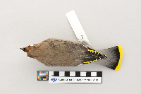 Bombycilla garrulus image