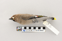 Bombycilla garrulus image