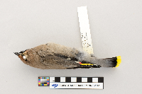 Bombycilla garrulus image
