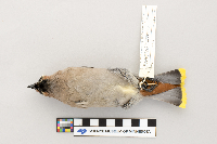 Bombycilla garrulus image