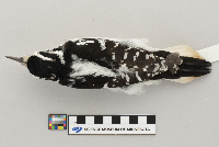 Picoides villosus image
