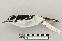 Picoides villosus image