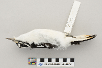 Picoides villosus image
