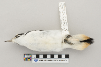Picoides villosus image