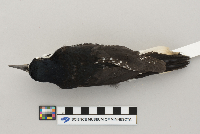 Picoides arcticus image