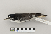 Picoides arcticus image