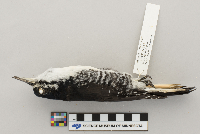 Picoides arcticus image