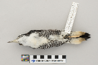 Picoides arcticus image