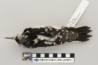 Picoides villosus image