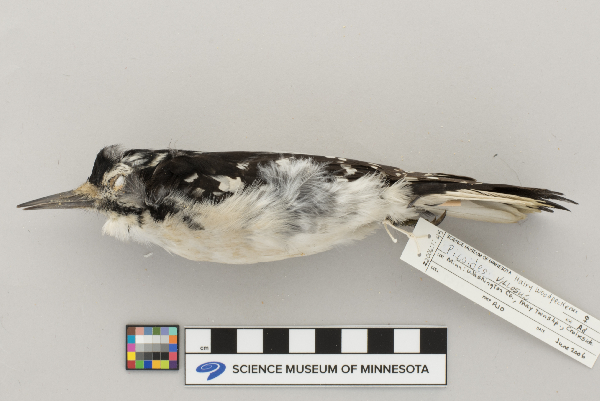Picoides villosus image