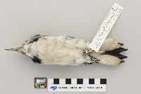 Picoides villosus image