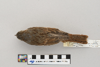 Passerella iliaca image