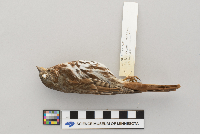 Passerella iliaca image