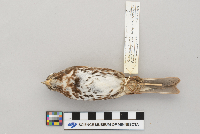 Passerella iliaca image