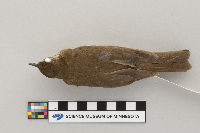 Catharus fuscescens image
