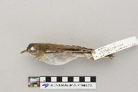 Catharus fuscescens image