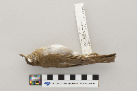 Catharus fuscescens image