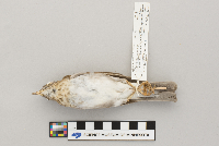 Catharus fuscescens image