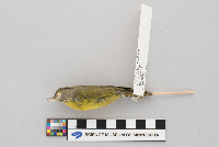 Vermivora ruficapilla image