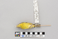 Vermivora ruficapilla image