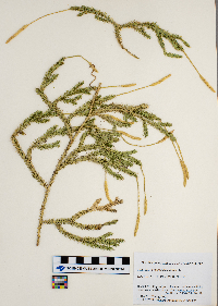 Thumbnail image of current specimen