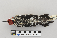 Sphyrapicus varius image