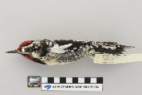 Sphyrapicus varius image