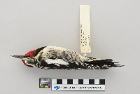 Sphyrapicus varius image