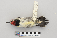Sphyrapicus varius image