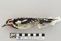 Sphyrapicus varius image