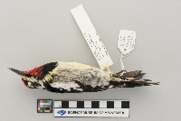 Sphyrapicus varius image