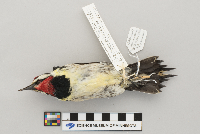 Sphyrapicus varius image