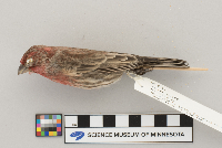 Carpodacus mexicanus image