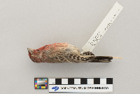 Carpodacus mexicanus image
