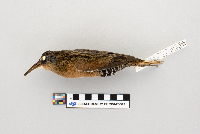 Rallus limicola image