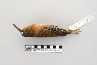 Rallus limicola image