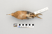 Rallus limicola image