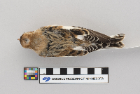 Plectrophenax nivalis image