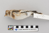 Plectrophenax nivalis image