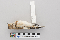 Plectrophenax nivalis image