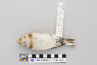 Plectrophenax nivalis image