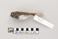 Junco hyemalis image