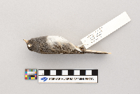 Junco hyemalis image