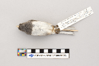 Junco hyemalis image