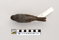 Junco hyemalis image