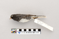 Junco hyemalis image
