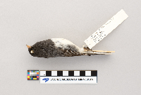 Junco hyemalis image