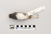 Junco hyemalis image