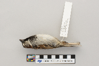 Passer domesticus image